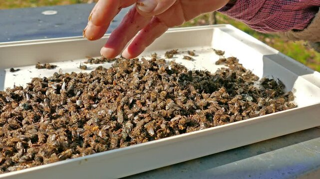 Dead bees. Old lady beekeeper is checking dead bees lying on a tray.