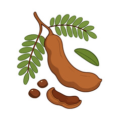 tamarind fruit vector illustration