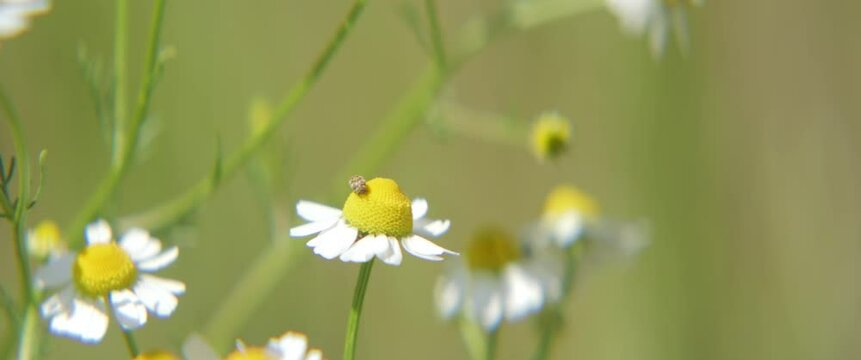 Matricaria chamomilla flowers shallow DOF anamorphic 4k vide