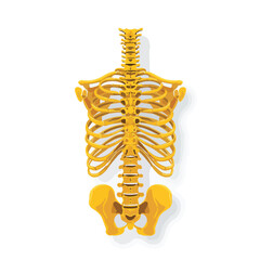 Fototapeta premium vector illustration of back skeletal isolated in White Background, back skeletal vector
