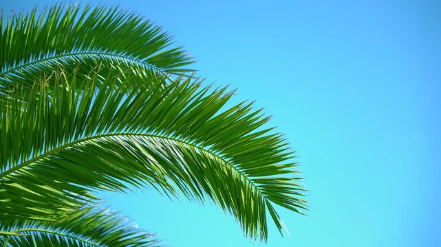 The green juicy leaves of the palm tree are swaying in the wind against the background of the blue sky. Slow motion 4k video.