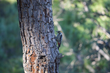 Colorful Woodpecker Birds Wallpaper in Uttarakhand