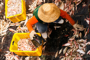 Rembang, Indonesia - November 28, 2022: Worker loading fish from boat floor into container at...