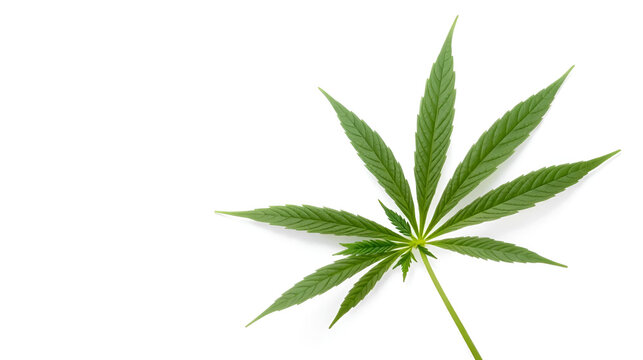 A green leaf of cannabis inflorescence isolate on a white background ai