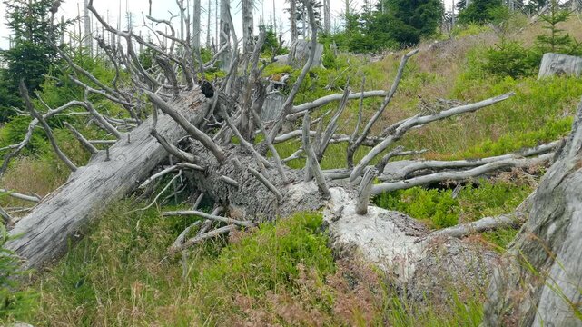 Dead trees. Co2 and So2 emission. Acid rains.