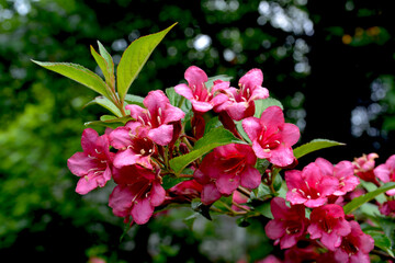 Pink delicate weigela flowers in the spring garden