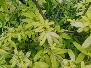 A Flower Blooming Under the Scorching Heat