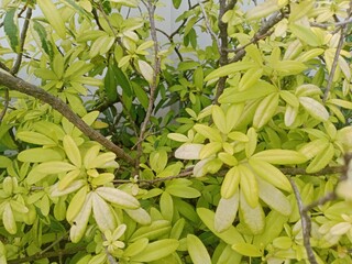 A Flower Blooming Under the Scorching Heat