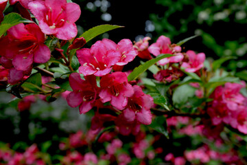 Pink delicate weigela flowers in the spring garden