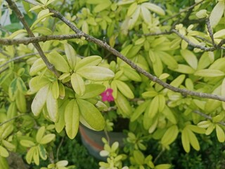 A Flower Blooming Under the Scorching Heat