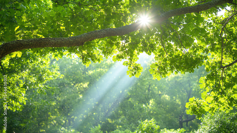 Poster a tranquil scene of sunlight filtering through lush green leaves, creating a serene atmosphere in a 