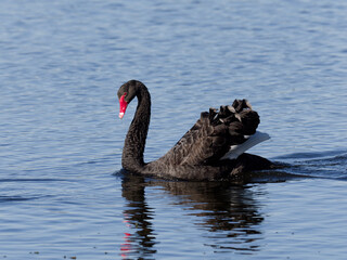 Australia Black Swan (Cygnus atratus) swimming alone in a lake.