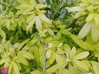 A Flower Blooming Under the Scorching Heat
