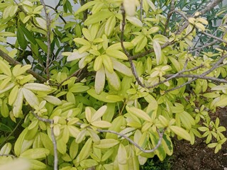 A Flower Blooming Under the Scorching Heat