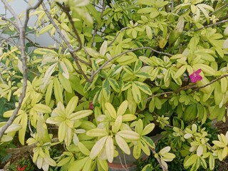 A Flower Blooming Under the Scorching Heat