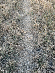 dry grass in the forest