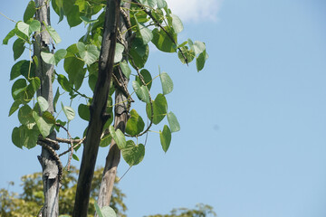 ivy on branch tree