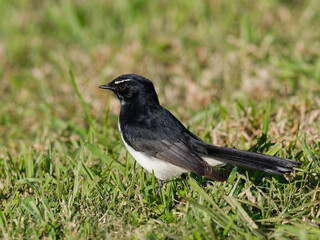 Willie Wagtail or Willy Wagtail (Rhipidura leucophrys) closeup standing on green grass
