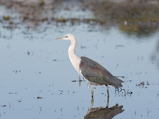 White Necked or Pacific Heron (Ardea pacifica) standing in a flooded pasture.