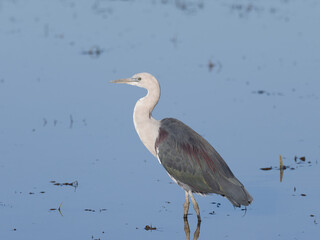 White Necked or Pacific Heron (Ardea pacifica) standing in a flooded pasture.