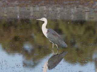 White Necked or Pacific Heron (Ardea pacifica) standing in a flooded pasture.