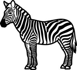 : Zebra with Stripes