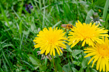 Biene im Flug, Bee in flight