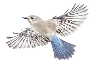 Obraz premium Mountain bluebird in flight, full body, high detail, white background photography 