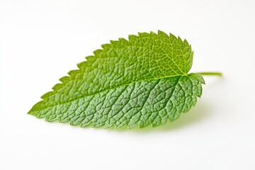 Obraz premium Close-up of a vibrant green leaf