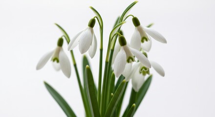 春の雪割草 優雅に咲く白い花 柔らかな光. AI Generated