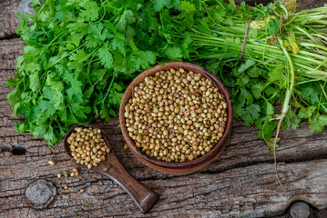 Coriander (Coriandrum sativum) green leaf, seeds in wooden bowl and spoon on wooden background