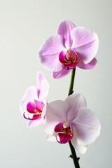 Delicate pink and white phalaenopsis orchids, pristine white backdrop , photo, white background, blossom