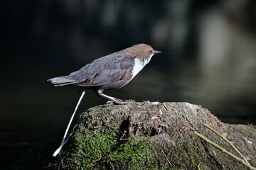 Cinclus cinclus aka White-throated dipper is pooping. Rare water bird in his habitat. Nature of...