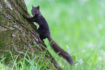 Fototapeta premium Sciurus vulgaris aka european red squirrel is climbing on the tree.
