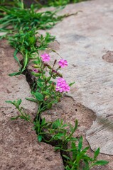 Delicate pink flowers emerge from a crack in weathered concrete, representing nature's resilience.