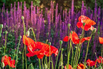 Red poppies in full bloom with a background of purple flowers in a garden.