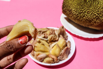 Fresh jackfruit cut in to piece. Ripe edible kathal in hands