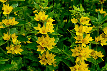 beautiful yellow flowers of lysimachia close up