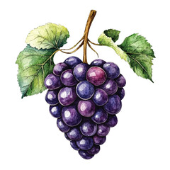 Watercolor Painting of a Lush Grape Bunch with Vibrant Leaves (1)