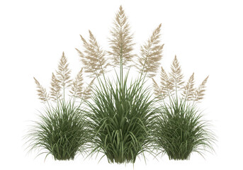 Ornamental grass cluster isolated on transparent background
