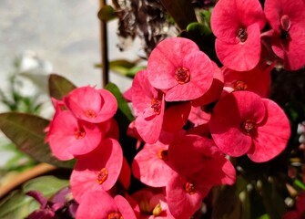 Crown of thorns: a species of Spurges, its botanical name is Euphorbia milii.