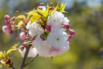 A white flower with pink petals is blooming on a tree branch