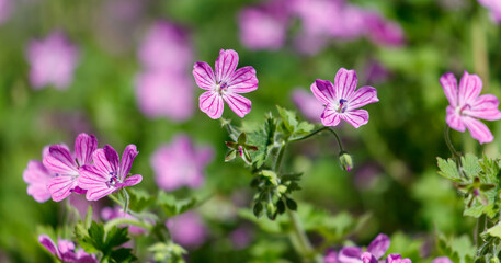 Fototapeta premium A bunch of pink flowers are in a field