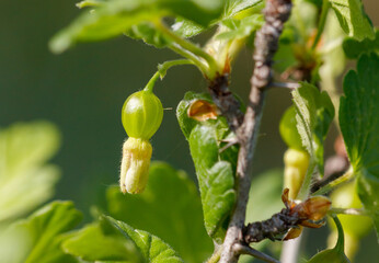 A small green flower is growing on a branch