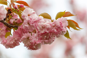 Pink flowers on a tree branch