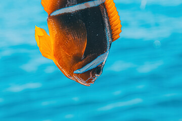 Headshot of a Red Sea clownfish with a vibrant blue water background