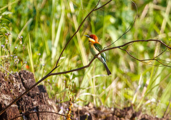 A bird is perched on a branch in a lush green field