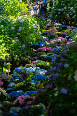 長谷寺紫陽花の時期