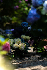 長谷寺紫陽花の時期