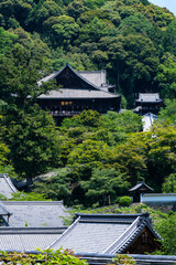 長谷寺紫陽花の時期